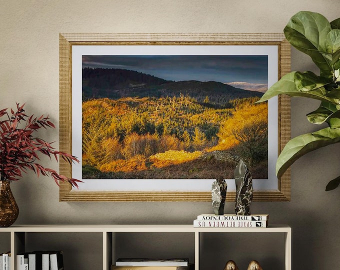 Lake District Fine Art Photograph • Astley's Plantation • Unframed Print