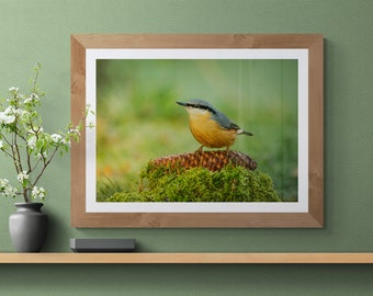 Nuthatch - Wildlife - Unframed Photographic Print