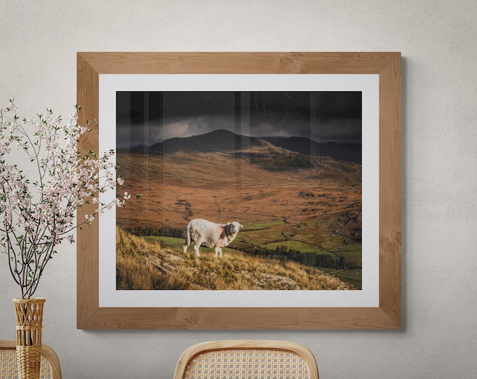 Lake District Fine Art Photograph • Herdwick Sheep and Harter Fell • Unframed Print
