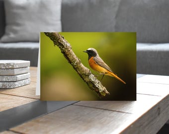 Redstart (Male) - Wildlife - Blank Greeting Card