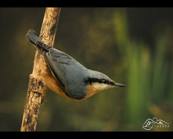 Nuthatch I - Photographic Print