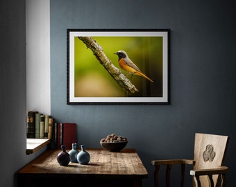Redstart (Male) - Wildlife - Unframed Photographic Print