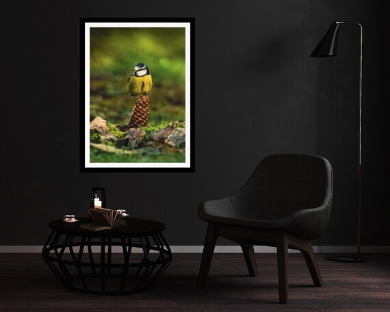 Blue Tit - Photographic Print