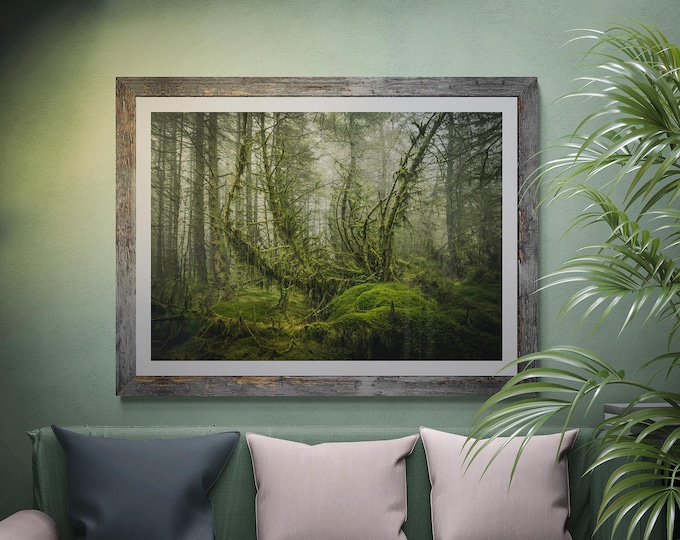 Scotland Fine Art Photograph • Wauchope Forest • Unframed Print