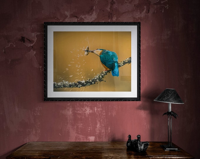 Kingfisher I - Wildlife - Unframed Photographic Print