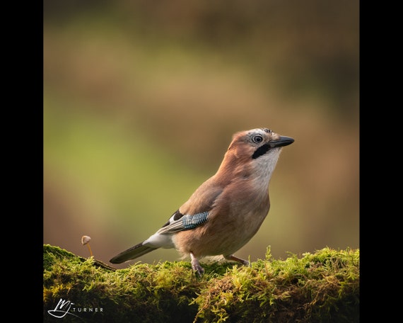 Jay II - Photographic Print