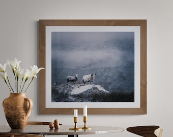 Lake District Fine Art Photograph • Herdwick and Swaledale Sheep, High Pike • Unframed Print