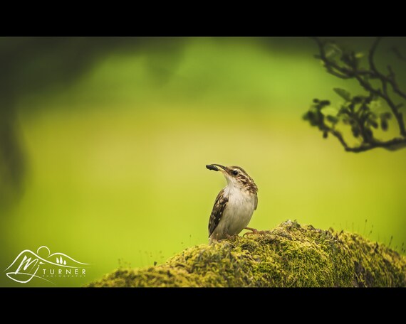 Treecreeper - Photographic Print