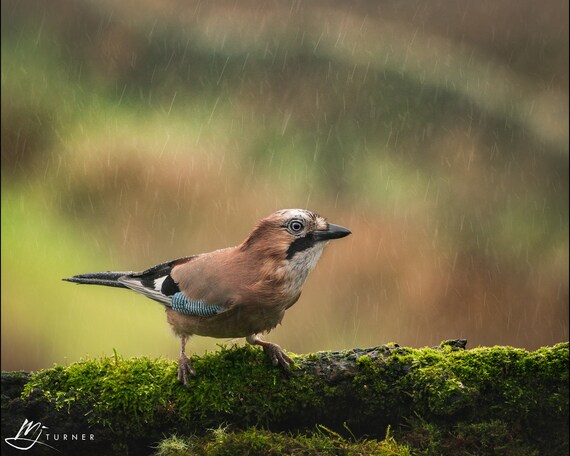 Jay I - Photographic Print