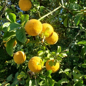 cold hardy citrus, Japanese bitter trifoliate orange, poncirus trifoliata, 1 plant about 4 feet tall