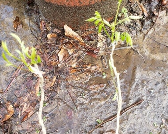 seedling wisteria, live plant, about 10 inches tall, for training as bonsai