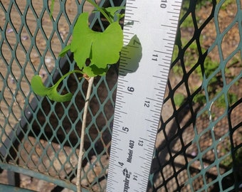 Ginkgo Biloba, Ginko Bonsai, Maidenhair tree,  plants about 8 inches tall