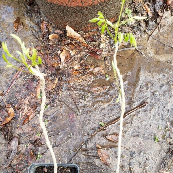seedling wisteria, live plant, about 10 inches tall, for training as bonsai