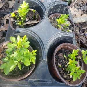 cold hardy citrus, bitter Japanese trifoliate orange, poncirus trifoliata,  20 seedling plants, 3 inches tall