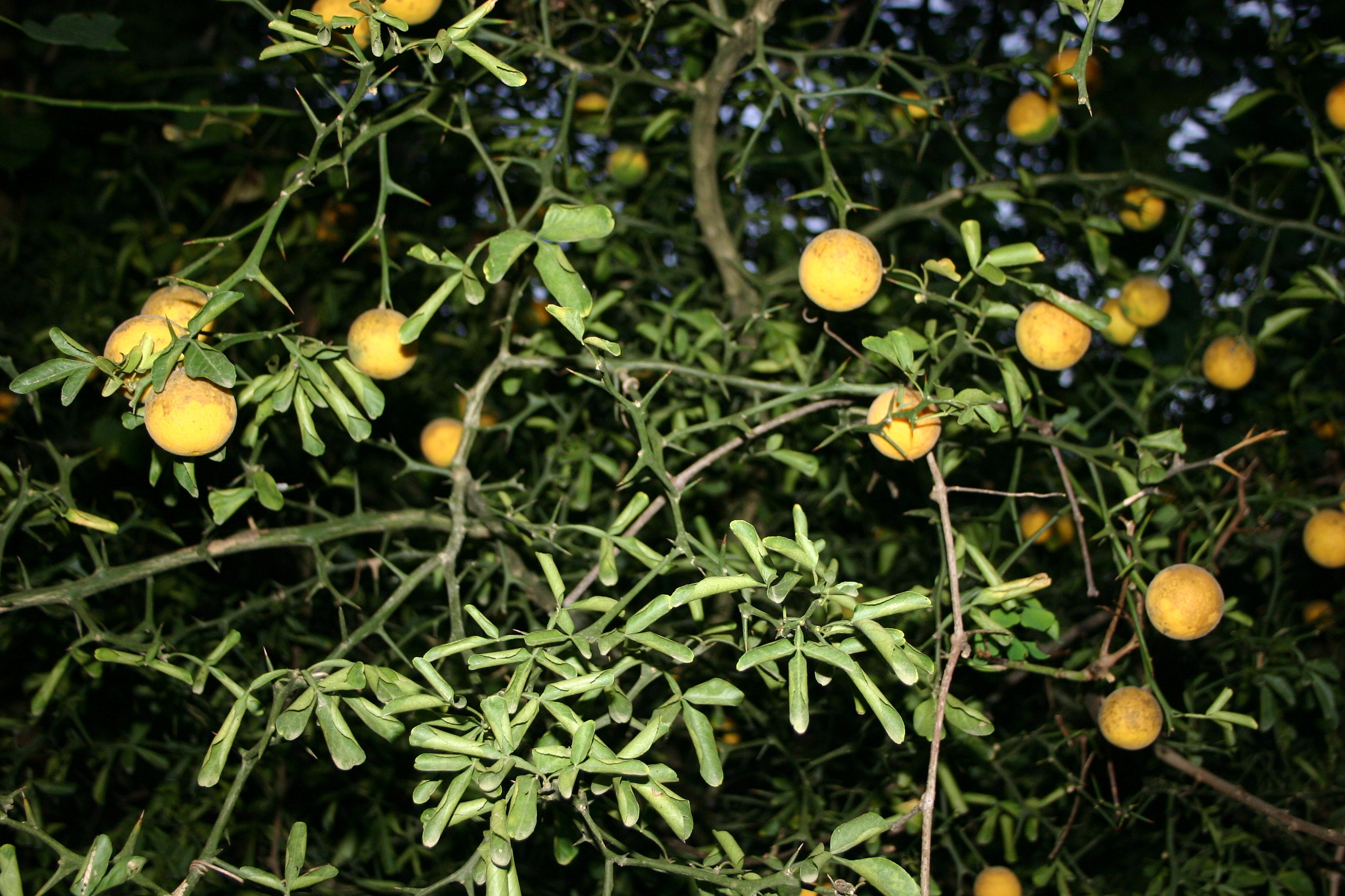 Cold Hardy Citrus Bitter Japanese Trifoliate Orange Poncirus Etsy