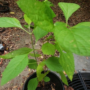 Purple beautyberry, American beautyberry, Callicarpa americana, about 15 inches tall, last one