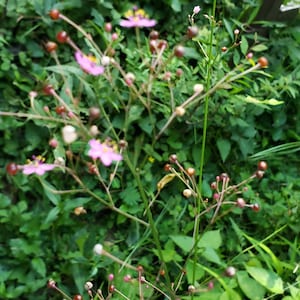 Jewels of Opar / Fameflower/ Pink baby’s breath | Talinum paniculatum, 100 seeds