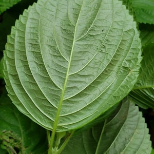 Green perilla mint, Shiso, Beefsteak plant, Perilla frutescens, 200 seeds