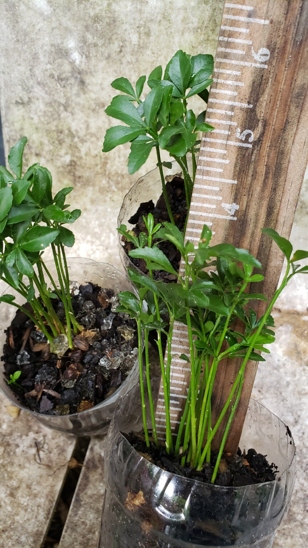 Cold Hardy Citrus Bitter Japanese Trifoliate Orange Poncirus Etsy