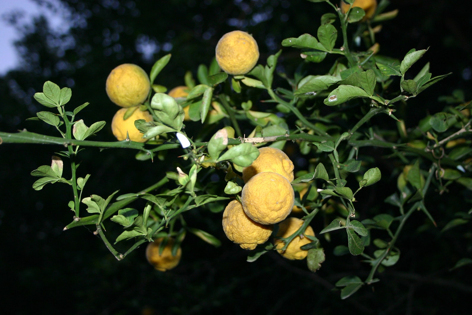 Hardy bitter trifoliate orange poncirus trifoliata 20 seeds Etsy