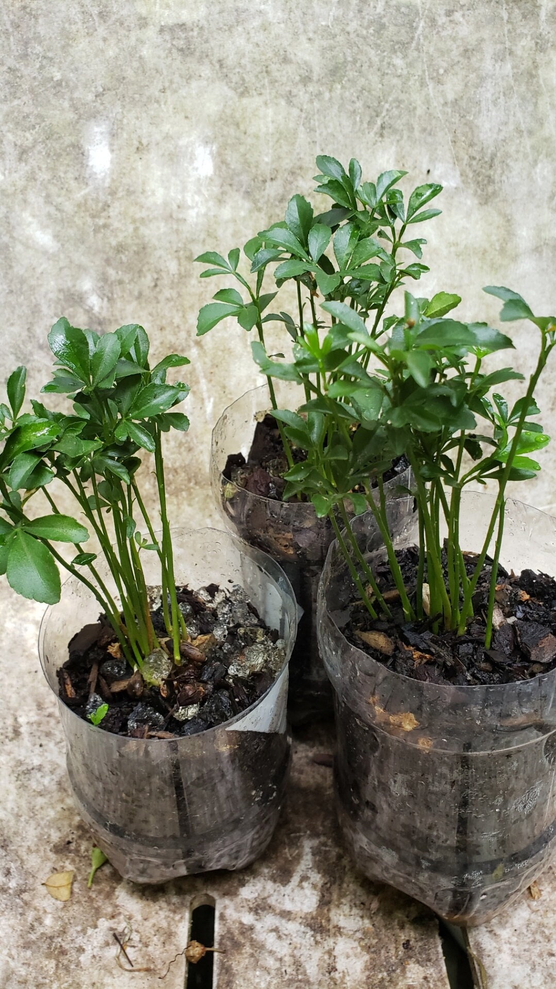 Cold Hardy Citrus Bitter Japanese Trifoliate Orange Poncirus Etsy