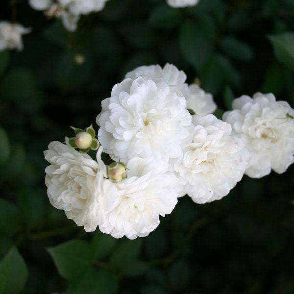 Live rose bush plant, White Dorothy Perkins heirloom climbing rose bush