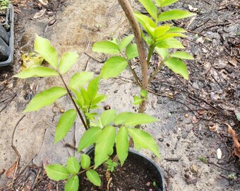 common native elderberry bush, live plant, Sambucus nigra ssp. canadensis, 18 inches tall