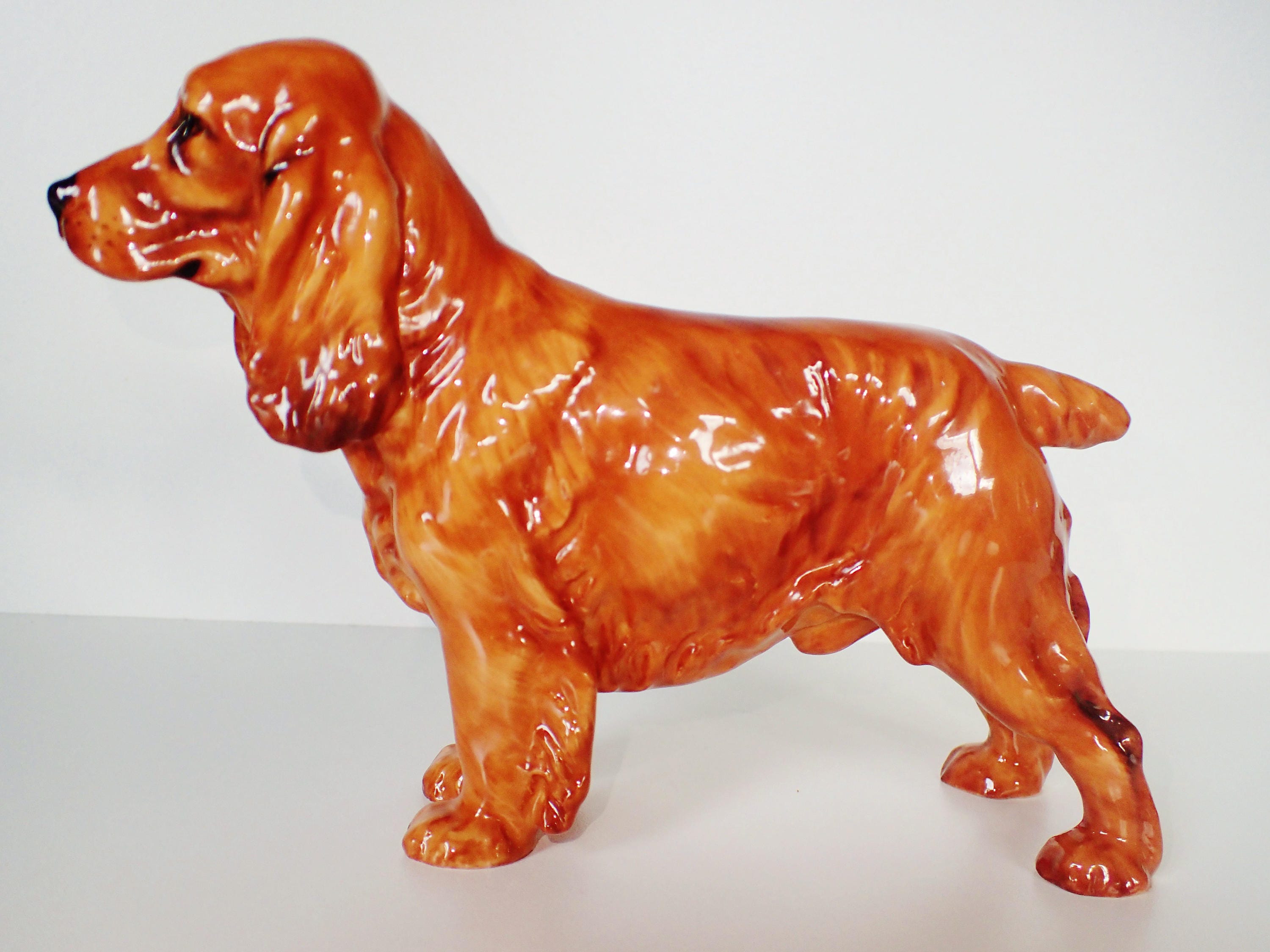 Royal top spaniel dog