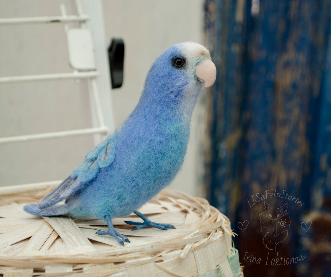 Blue 2024 pet bird