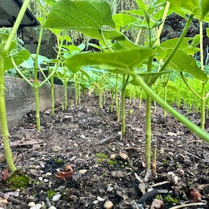 May include: Close-up of a garden bed with rows of young green bean plants. The plants have vibrant green leaves and stems, growing in dark soil. A wooden border surrounds the garden, with a glimpse of a structure in the background.