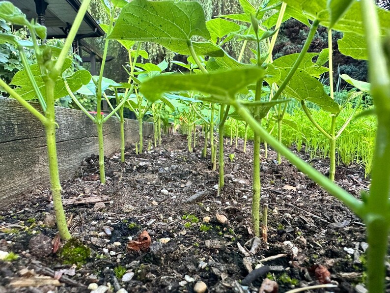 May include: Close-up of a garden bed with rows of young green bean plants. The plants have vibrant green leaves and stems, growing in dark soil. A wooden border surrounds the garden, with a glimpse of a structure in the background.