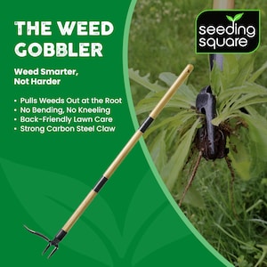 May include: A gardening tool, the Weed Gobbler, is shown removing a weed. It features a long wooden handle with black bands and a carbon steel claw. The image includes the text "Weed Smarter, Not Harder" and the "seeding square" logo.
