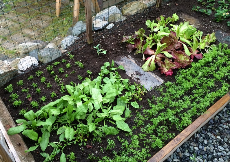 Seeding Square Square Foot Gardening Template Seed Spacing image 5