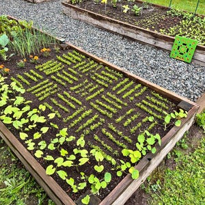 May include: Raised garden beds filled with various crops. One bed features a herringbone pattern of young plants. Other beds contain leafy greens, onions, and flowers. A green square game board sits on the gravel path between the beds.