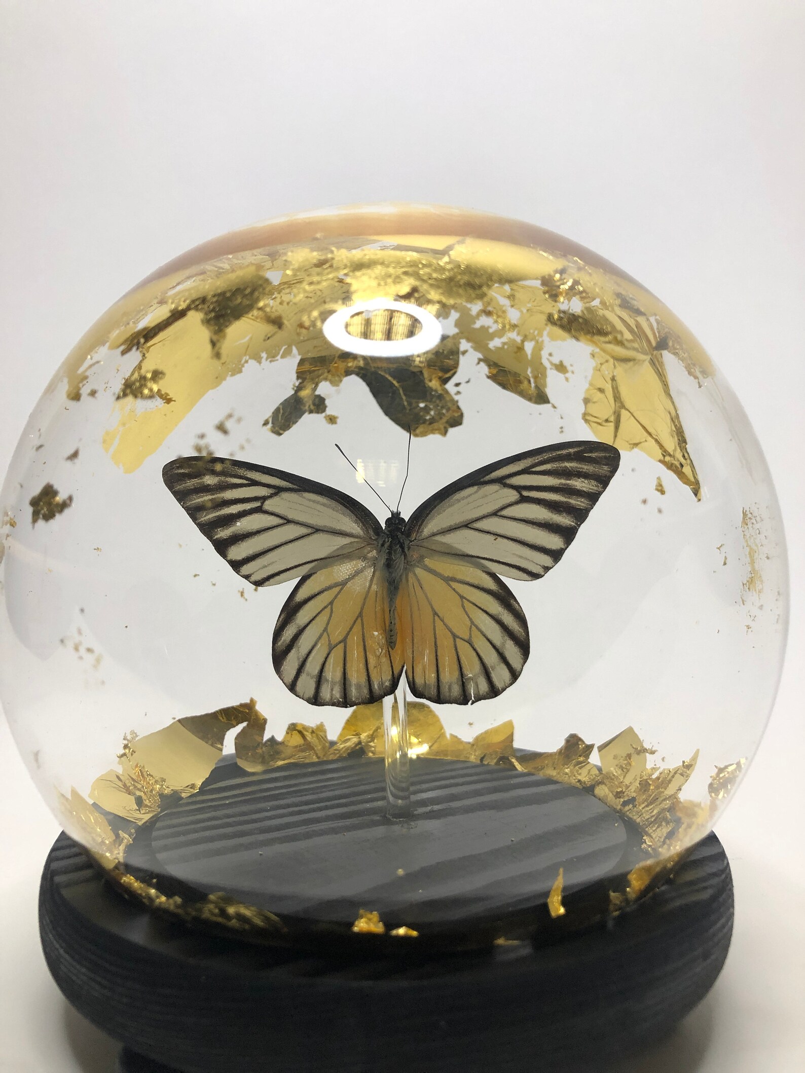 Butterfly Encased in a Snow Globe With 9ct Gold Flakes Etsy