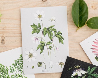 Botanical Greeting Card - Wood Anemone - Blank Floral Card