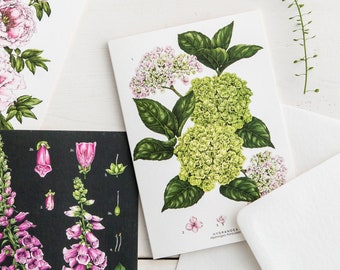 Botanical Greeting Card - Hydrangea - Blank Floral Card
