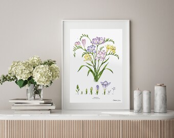 Art print Botanical - Freesia - White - Floral Wall Art