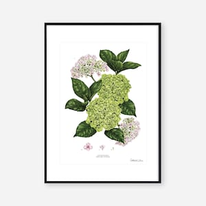 Art Print Botanical Hydrangea White Floral Wall Art image 2