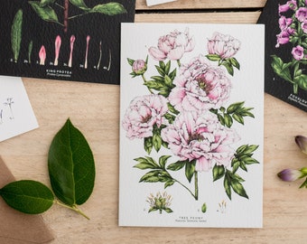 Botanical Greeting Card - Tree Peony - Blank Floral Card