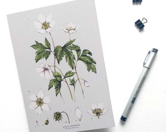 A5 Notebook - Wood Anemone