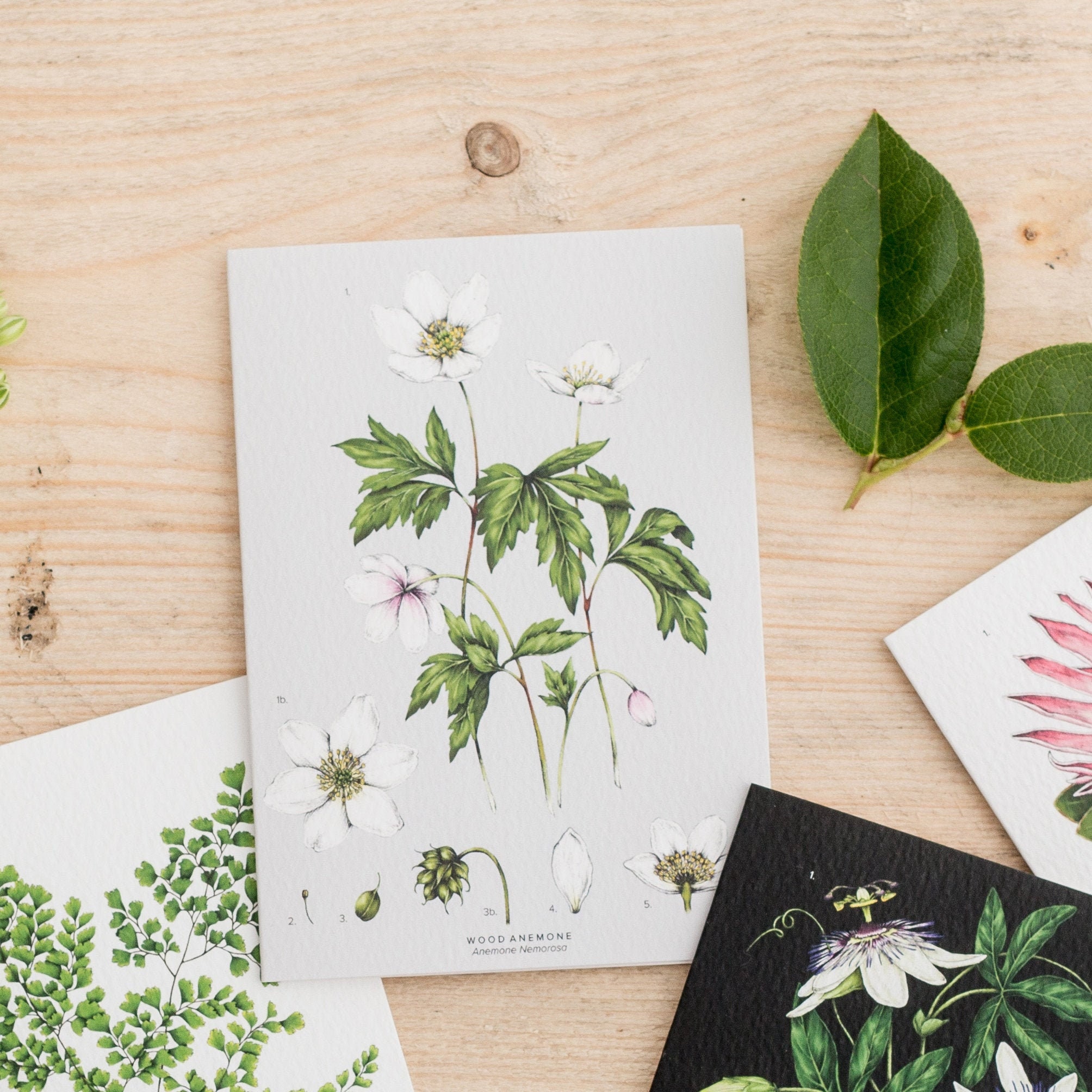 Botanical Greeting Card - Wood Anemone Blank Floral