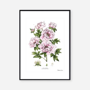 Art Print Botanical Tree Peony Floral Wall Art image 2