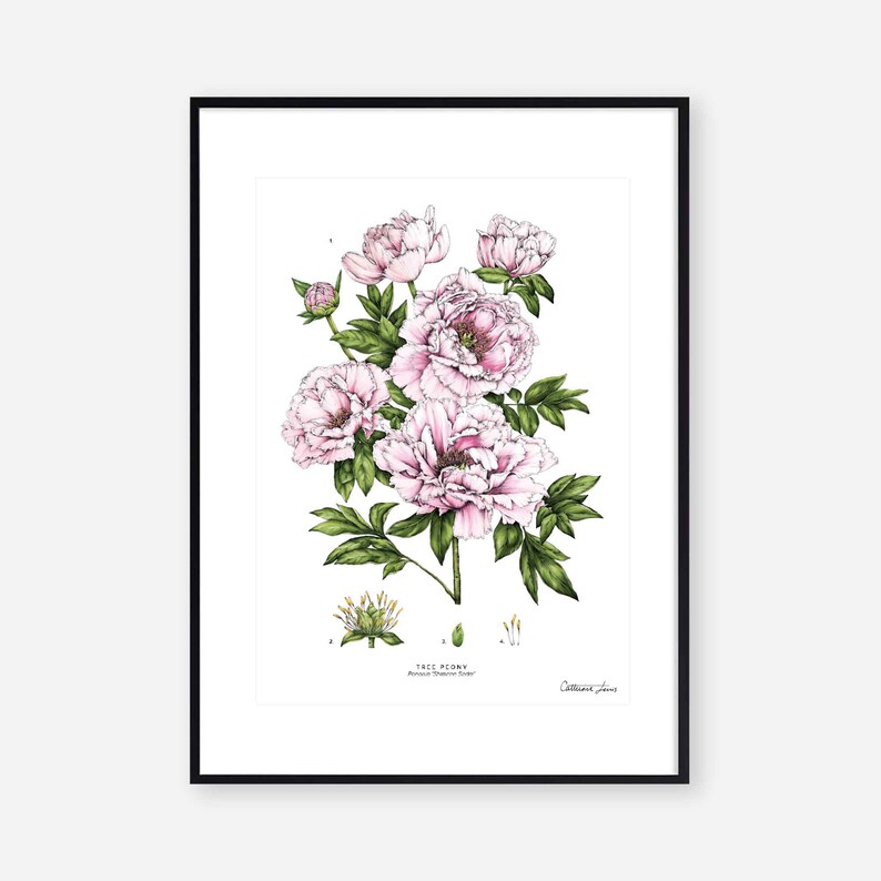 Art Print Botanical Tree Peony Floral Wall Art image 2