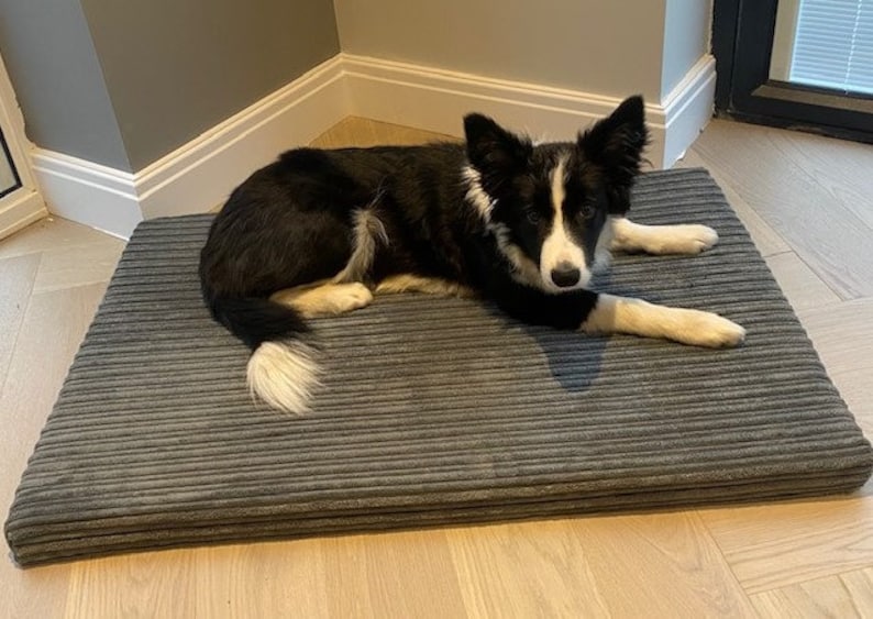 May include: A black and white border collie dog laying on a gray corduroy dog bed. The bed has a thick, padded cushion and is striped with raised ridges.