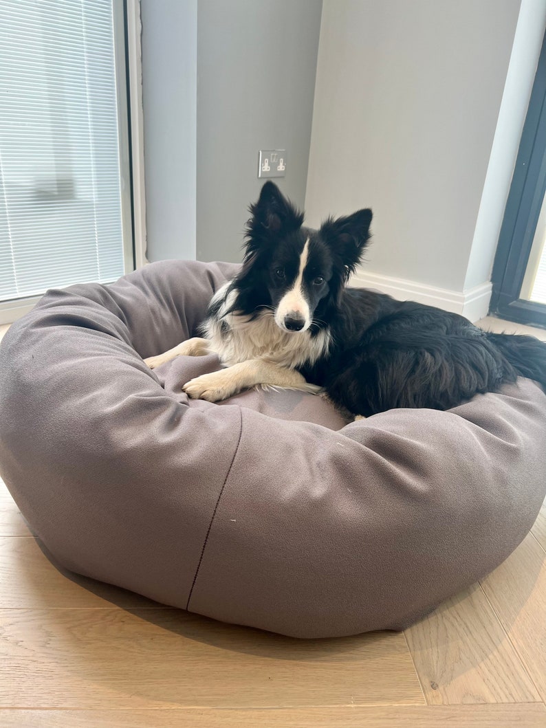 May include: A black and white border collie dog relaxing in a grey dog bed. The dog bed is round and has a raised edge.