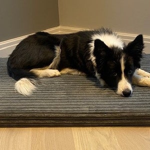May include: A black and white border collie dog laying on a gray striped dog bed. The bed is on a light wood floor.