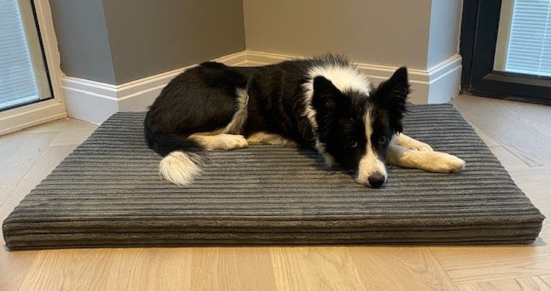 May include: A black and white border collie dog laying on a gray striped dog bed. The bed is on a light wood floor.