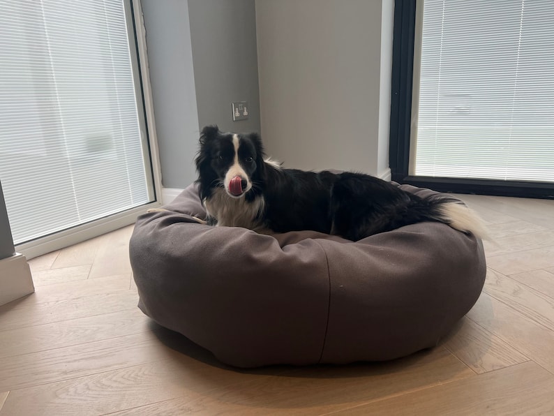 May include: A black and white border collie dog lying in a grey dog bed. The dog is looking at the camera and has its tongue sticking out.