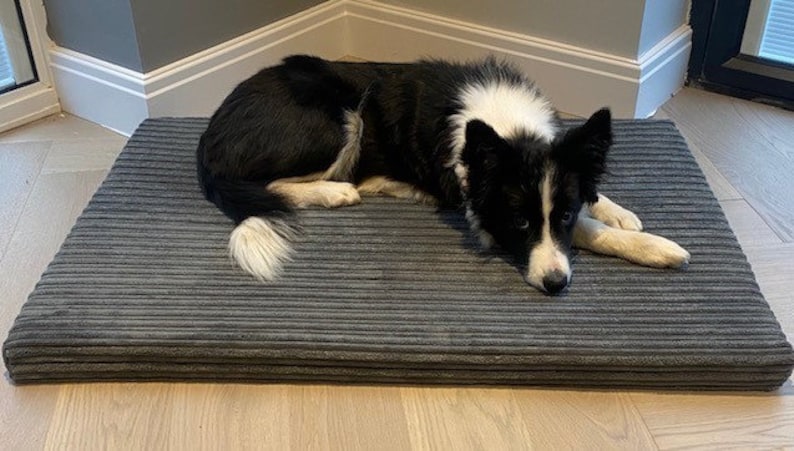 May include: A black and white border collie dog laying on a gray corduroy dog bed.
